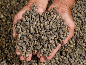 1130 bc arabica